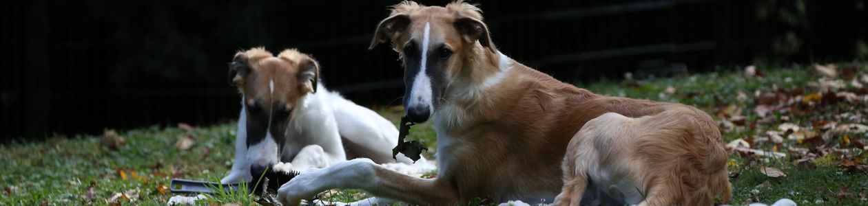 borzoi